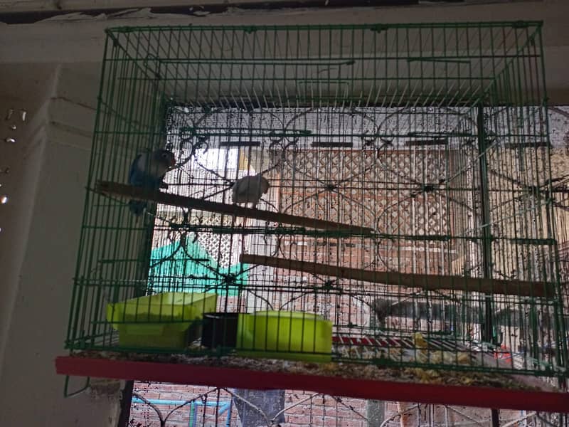 Urgent sale love bird albino with cage and box 1