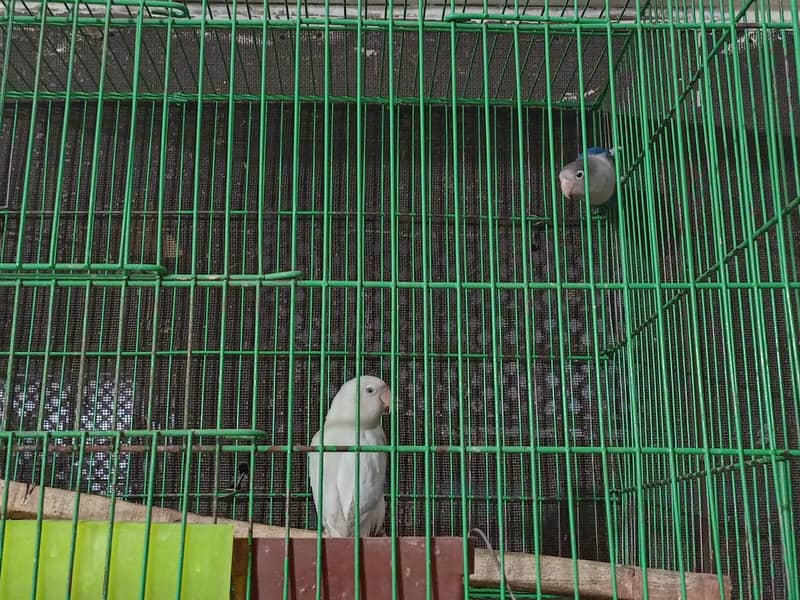 Urgent sale love bird albino with cage and box 4