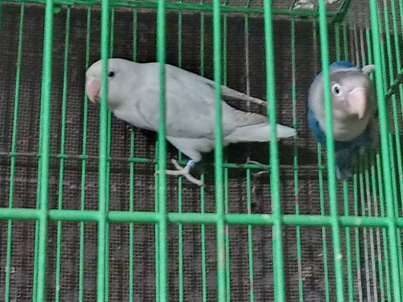 Urgent sale love bird albino with cage and box 5