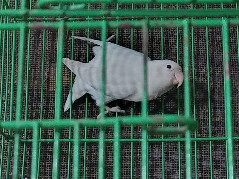 Urgent sale love bird albino with cage and box 6