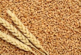 Wheat - گندم Wholesale Rate DHA Lahore