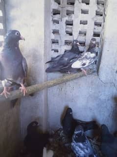 Highfly pigeons