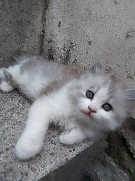 beautiful kittens . . playful and healthy trained cats 1