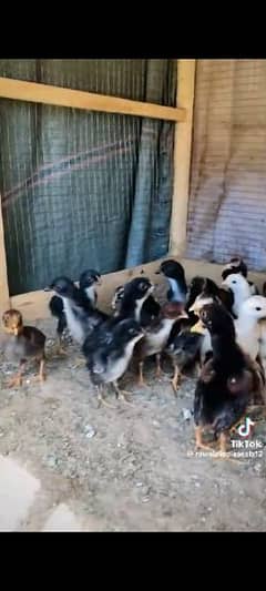Aseel lasani bred chicks