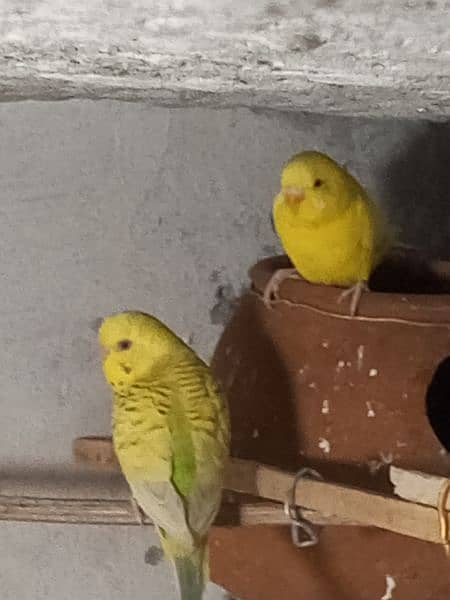 yellow parrot 2