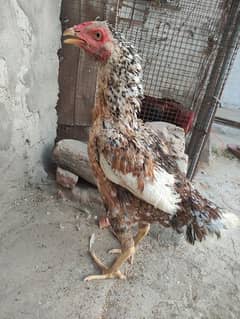 Aseel breeder Madi available for sale /--