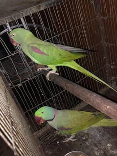 pahari parrot pair