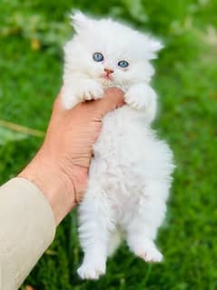 persian triple coat kitten