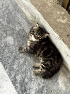 pursian kitten (female) 0