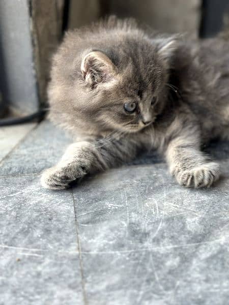 pursian kitten (female) 3