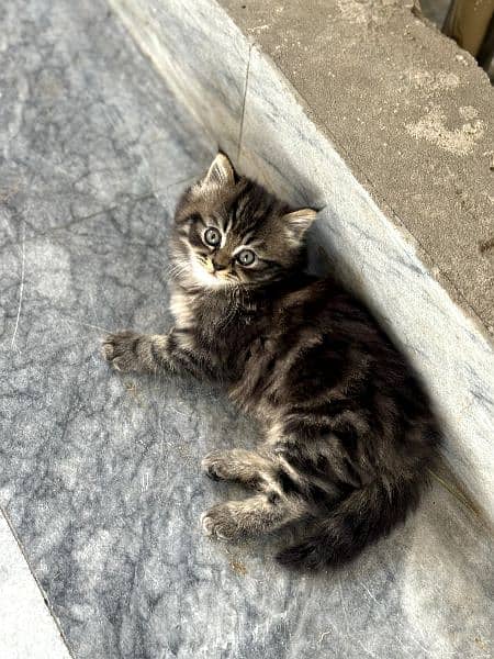 pursian kitten (female) 9