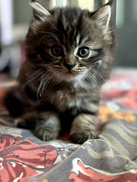 pursian kitten (female) 10