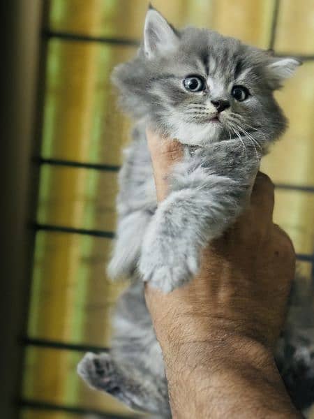 pursian kitten (female) 11