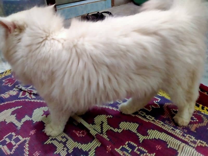 Tripple coat, Odd eyes Female Persian cat 4