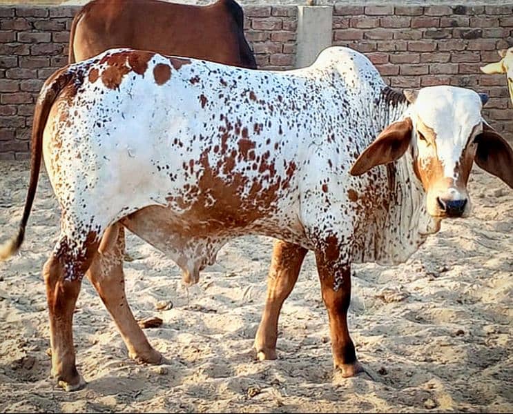 Cows / Qurbani janwar for sale 3