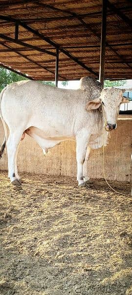 Cows / Qurbani janwar for sale 4