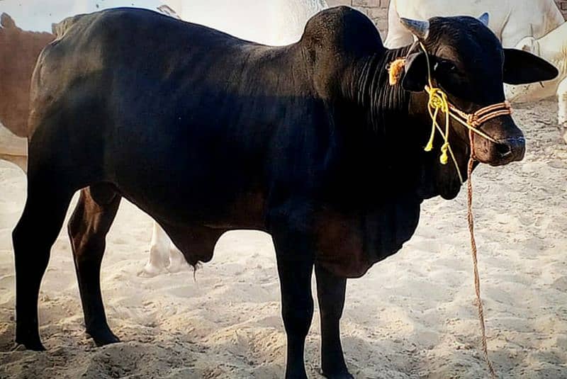 Cows / Qurbani janwar for sale 5