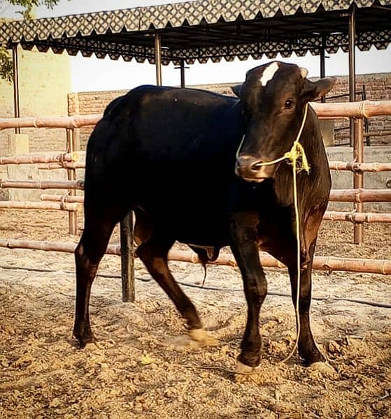 Cows / Qurbani janwar for sale 6