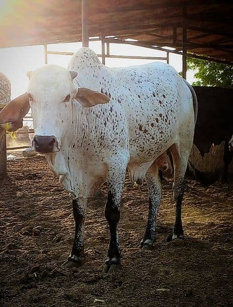 Cows / Qurbani janwar for sale 7