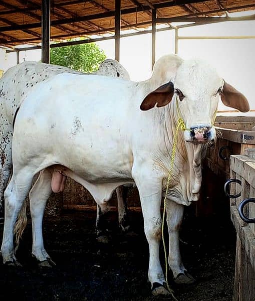 Cows / Qurbani janwar for sale 8