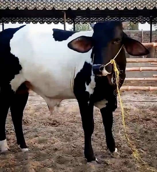 Cows / Qurbani janwar for sale 9