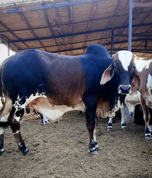 Cows / Qurbani janwar for sale 10