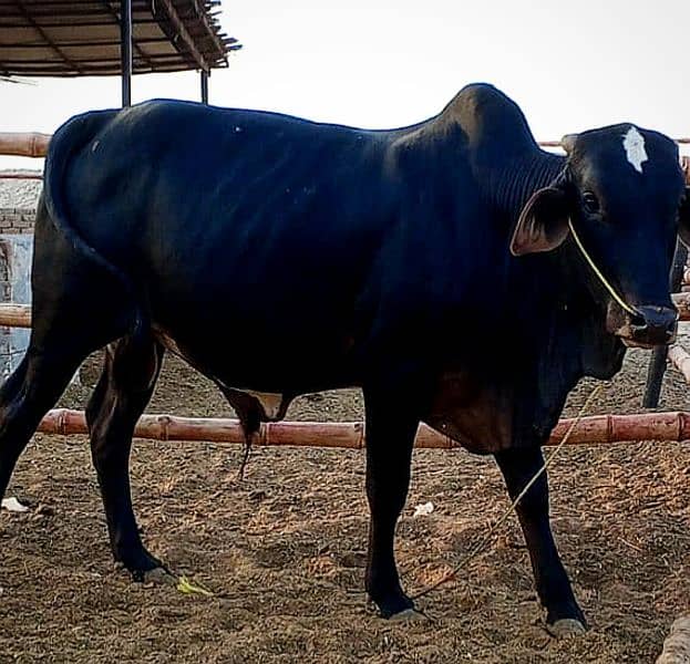 Cows / Qurbani janwar for sale 13