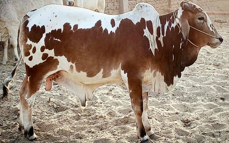 Cows / Qurbani janwar for sale 14