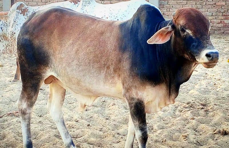 Cows / Qurbani janwar for sale 15