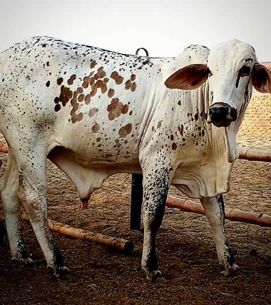 Cows / Qurbani janwar for sale 16