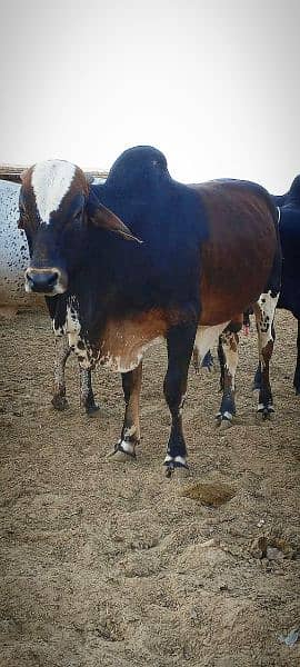 Cows / Qurbani janwar for sale 17