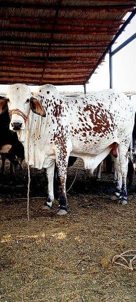 Cows / Qurbani janwar for sale 18