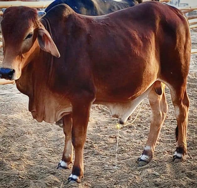 Cows / Qurbani janwar for sale 19