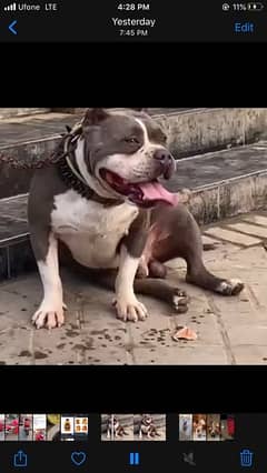 Pocket American bully for sale 0