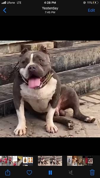 Pocket American bully for sale 1