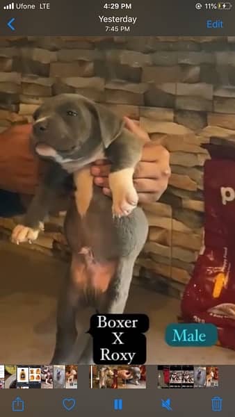 Pocket American bully for sale 3