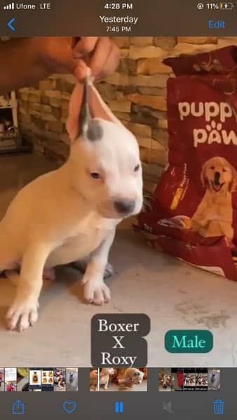 Pocket American bully for sale 4