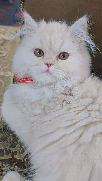 Female Persian Cat 2
