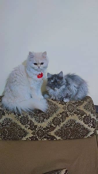 Female Persian Cat 3