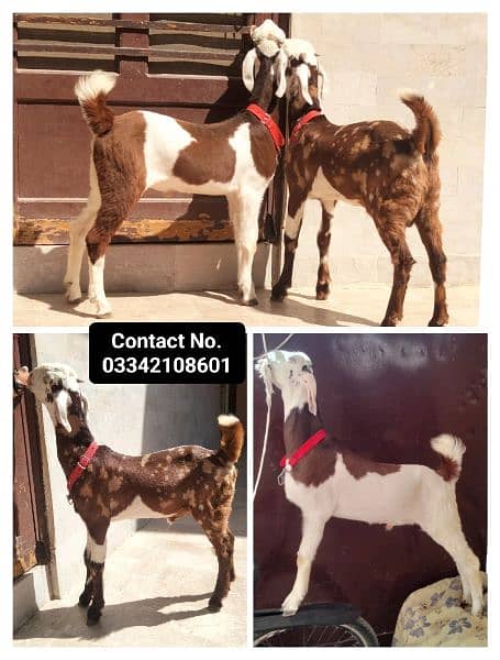 Indian Totapuri / Samrothi goats Bakra male pair kid 0