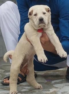 alabai dog male 2 month for sale security dog 0