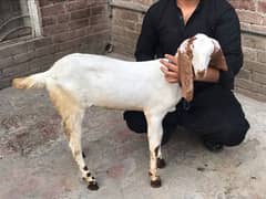 Bakri with baby for Sale