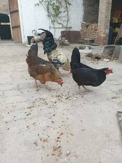 Egg Laying Hens For Sale 0