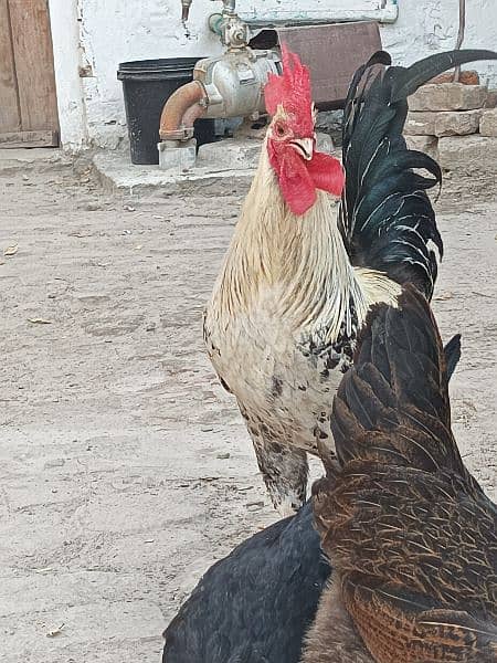 Egg Laying Hens For Sale 1
