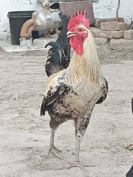 Egg Laying Hens For Sale 2