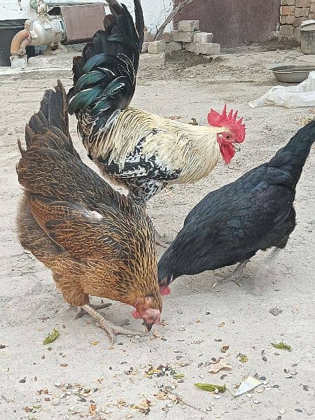 Egg Laying Hens For Sale 3