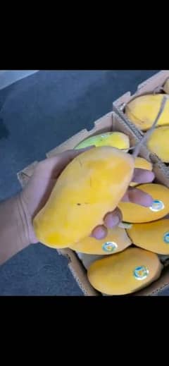 Mango (Sindhri)