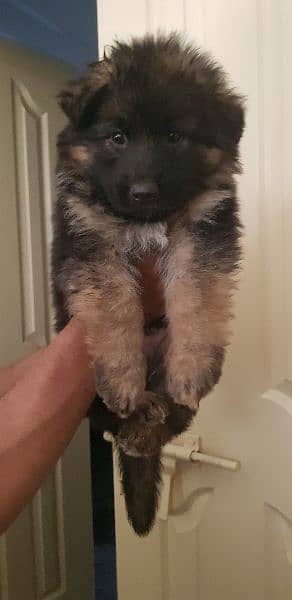 German Shepherd puppies available for sale 1