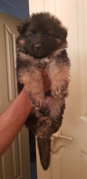 German Shepherd puppies available for sale 2