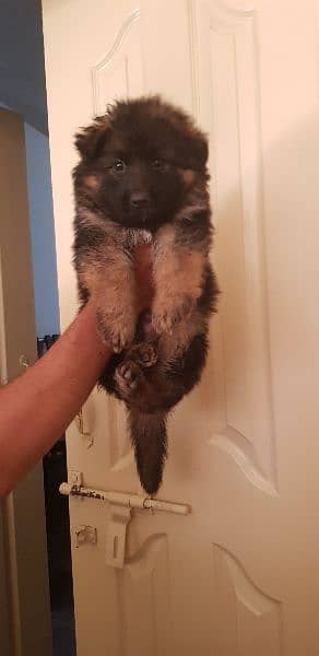 German Shepherd puppies available for sale 3